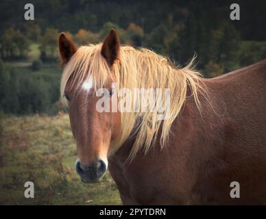 Mächtige Pferde in den Basken. Mondrachen. Spanien Stockfoto