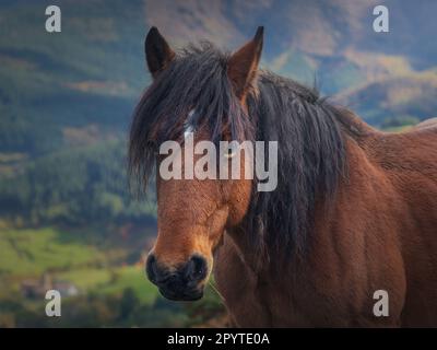 Mächtige Pferde in den Basken. Mondrachen. Spanien. Stockfoto