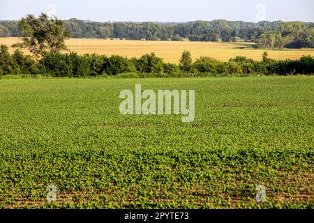 Sojabohnenfelder in Kansas Stockfoto