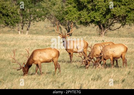 Wapitihirsche sind auf einer Viehfarm in Kansas aufgewachsen Stockfoto