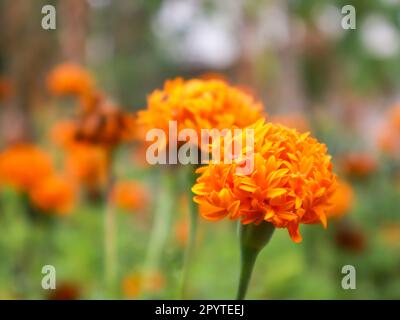 Ringelblumen im Garten mit Blumen und Blättern als Hintergrund-Bokeh. Stockfoto