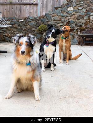 Drei Hunde, die im Hinterhof in einer Reihe posierten Stockfoto