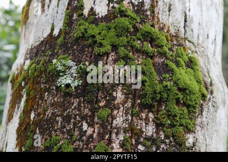 Die Oberflächenansicht eines Kokosnussbaumstamms, der mit wachsendem Moos und Flechten, Algen bedeckt ist Stockfoto