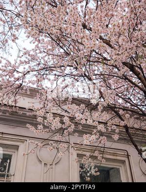 Mandelblüten in Tiflis, Georgia Stockfoto