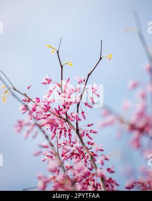 Cercis-Baumblüte mit blauem Himmel im Hintergrund, Tiflis, Georgia Stockfoto