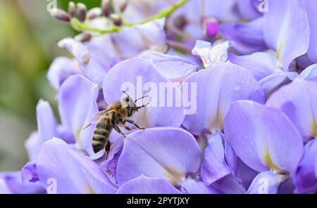 05. Mai 2023, Baden-Württemberg, Stuttgart: Eine Biene sucht in Blüten der Blaubeere nach Nahrung. Foto: Bernd Weißbrod/dpa Stockfoto