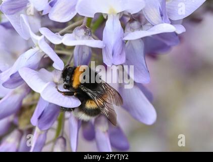 05. Mai 2023, Baden-Württemberg, Stuttgart: Eine Hummel sucht in Blaubeerblüten nach Nahrung. Foto: Bernd Weißbrod/dpa Stockfoto