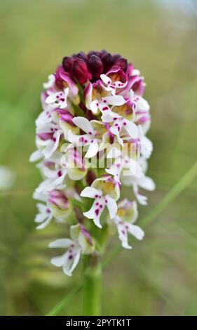 Neotinea ustulata, die verbrannte Orchidee oder verbrannte Orchidee, ist eine europäische terrestrische Orchidee, die in den Bergen Mittel- und Südeuropas heimisch ist Stockfoto