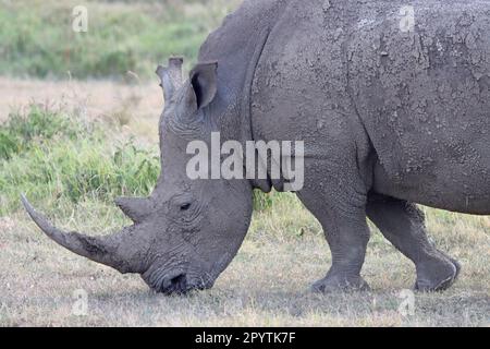 Weißes Nashorn im Masai Mara Nationalpark Reserve Kenia Afrika Stockfoto