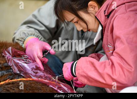 (230505) -- YINCHUAN, 5. Mai 2023 (Xinhua) -- Tierarzt Bai Hua näht die Wunde einer Kuh, die sich im Besitz des Dorfbewohners Li Baiwu im Yuanzhou-Bezirk, Guyuan, Nordwestchina, Autonome Region Ningxia Hui, befindet, 18. April 2023. ZU „Profil: Ländlicher chinesischer Tierarzt in Pink gewinnt Ruhm, rettet Vieh“ (Xinhua/Feng Kaihua) Stockfoto