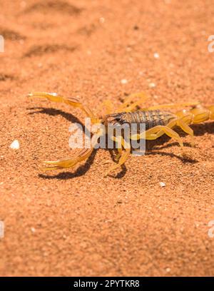 Marokkanischer Skorpion auf Wüstensand, Skorpion aus nächster Nähe Buthus Mardochei Stockfoto