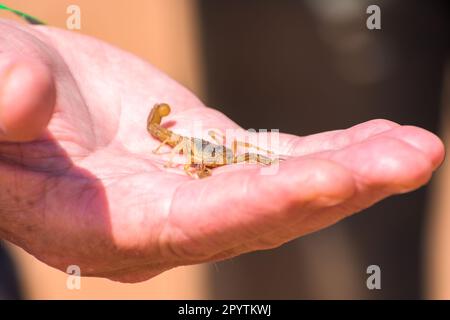 Skorpion in Nahaufnahme, marokkanischer Skorpion in der Hand (Buthus mardochei) Stockfoto