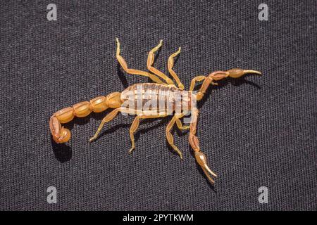 Skorpion in Nahaufnahme auf schwarzem Stoff, marokkanischer Skorpion Buthus mardochei Stockfoto