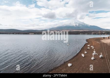 Wunderschöne weiße Schwäne am Yamanaka-See mit Mt. Fuji-Hintergrund an bewölktem Tag im April Stockfoto