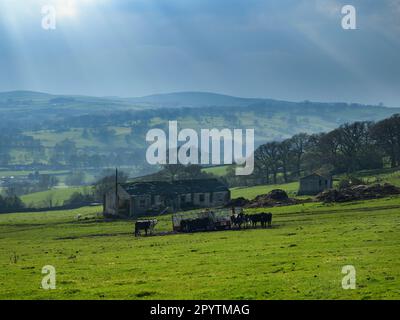 Wunderschönes malerisches Tal (Viehfütterung im Wohnwagen, sonnenbeleuchtete Hügel, isolierte Gebäude, Sonnenstrahlen) - Addingham, West Yorkshire, England, Großbritannien. Stockfoto