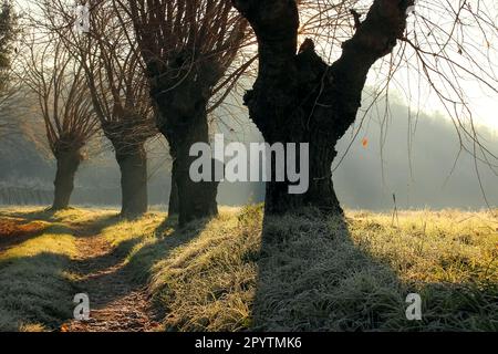 Feld, Hügel, früher Morgen, frostige Frische, die Sonnenstrahlen brechen durch die Bäume von oben, Frost lag auf dem Gras, die Natur erwacht. Stockfoto