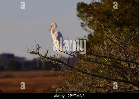Eine ruhige Szene mit einem östlichen großen Reiher hoch oben auf einem Baum neben einem ruhigen See Stockfoto