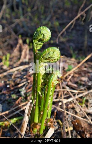 Junger Farn im Frühling Stockfoto