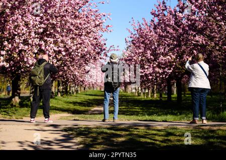 , , 20. April 2020: Drei Personen können gesehen werden, wie sie die bunten Blüten der Bäume der TV-Asahi Kirschblüte Avenue in der Morgensonne fotografieren. Die Schaffung der Kirschblütenstraße wurde anlässlich der Wiedervereinigung Deutschlands von TV-Asahi, einem der großen japanischen Fernsehsender, initiiert. Die Kirschbäume wurden zwischen 1990 und 2010 gepflanzt. Fast 10.000 japanische Kirschbäume stehen heute auf der ehemaligen Mauer und anderen ausgewählten Orten, die von der Teilung Deutschlands besonders betroffen waren. In der Gegend von Teltow gibt es etwa 1.100 Kirschbäume. Stockfoto