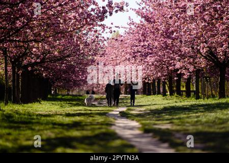 , , 20. April 2020: Man kann Menschen sehen, die durch die bunten Blüten der Bäume der TV-Asahi Kirschblüte avenu in der Morgensonne laufen. Die Schaffung der Kirschblütenstraße wurde anlässlich der Wiedervereinigung Deutschlands von TV-Asahi, einem der großen japanischen Fernsehsender, initiiert. Die Kirschbäume wurden zwischen 1990 und 2010 gepflanzt. Fast 10.000 japanische Kirschbäume stehen heute auf der ehemaligen Mauer und anderen ausgewählten Orten, die von der Teilung Deutschlands besonders betroffen waren. In der Gegend von Teltow gibt es etwa 1.100 Kirschbäume. Stockfoto