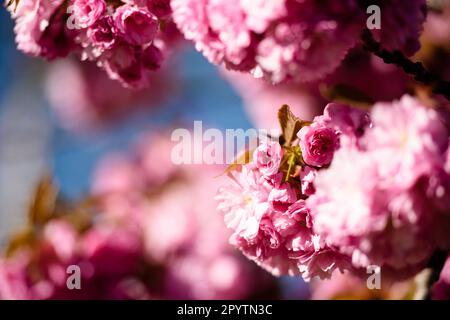 , , 20. April 2020: Die bunten Blüten der Bäume der TV-Asahi Kirschblüte Allee können in der Morgensonne gesehen werden. Die Schaffung der Kirschblütenstraße wurde anlässlich der Wiedervereinigung Deutschlands von TV-Asahi, einem der großen japanischen Fernsehsender, initiiert. Die Kirschbäume wurden zwischen 1990 und 2010 gepflanzt. Fast 10.000 japanische Kirschbäume stehen heute auf der ehemaligen Mauer und anderen ausgewählten Orten, die von der Teilung Deutschlands besonders betroffen waren. In der Gegend von Teltow gibt es etwa 1.100 Kirschbäume. Stockfoto