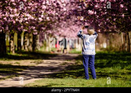 , 20. April 2020: Eine ältere Frau kann in der Morgensonne die Blüten der Bäume der TV-Asahi Kirschblüte fotografieren sehen. Die Schaffung der Kirschblütenstraße wurde anlässlich der Wiedervereinigung Deutschlands von TV-Asahi, einem der großen japanischen Fernsehsender, initiiert. Die Kirschbäume wurden zwischen 1990 und 2010 gepflanzt. Fast 10.000 japanische Kirschbäume stehen heute auf der ehemaligen Mauer und anderen ausgewählten Orten, die von der Teilung Deutschlands besonders betroffen waren. In der Gegend von Teltow gibt es etwa 1.100 Kirschbäume. Stockfoto