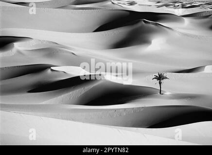 Algerien, Ouargla, Great Eastern Sandsea. (Grand Erg Oriental). Sahara-Wüste. Palmen in Sanddünen. Schwarzweiß. Stockfoto