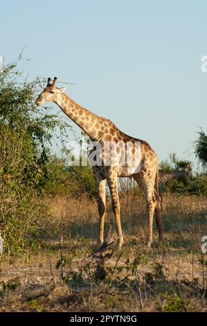 Giraffenfütterung in der Höhe Chobe-Nationalpark Botswana. Einzeltier mit Nacken, das hohe Äste und Blätter erreicht. Stockfoto