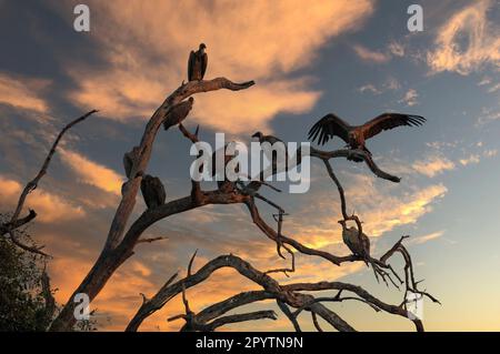 Geier, die im Dämmerungs-Chobe-Nationalpark Botswana zu Gast sind Stockfoto