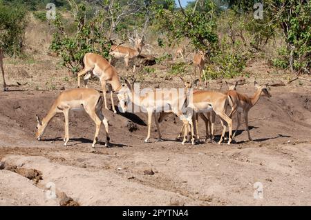 Kleine Herde Impala am Ufer des Chobe-Flusses Botswana. Aus dem südlichen und östlichen Afrika stammend ist Impala auch als afrikanische Antilope oder Rooibok bekannt. Stockfoto