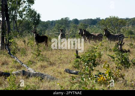Vier Zebra und ein Sable Antelope im Busch Stockfoto