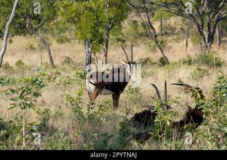 Sable Antelope versteckt sich im Busch im Chobe-Nationalpark Botswana. Eine Gruppe von drei Zobelantilopen, eine offen, zwei teilweise in Unterholz versteckt. Stockfoto