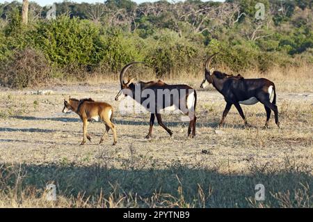 Familie Sable Antelope (Hippotragus niger), zwei Eltern mit Kalb. Chobe-Nationalpark Botsuana. Stockfoto