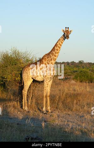 Giraffe in voller Höhe bei warmem Licht am frühen Abend, Motiv schaut in die Kamera. Südliche Giraffe, Chobe-Nationalpark Botswana. Stockfoto