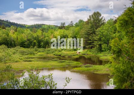 Maine North Woods in Ashland Stockfoto