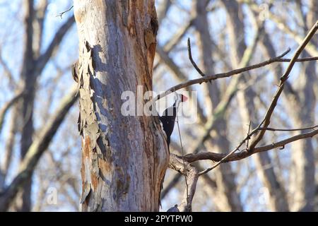 Ein einsamer Specht steht auf einem Baumstamm, dessen leuchtend rotes Wappen an der Rinde herausragt Stockfoto
