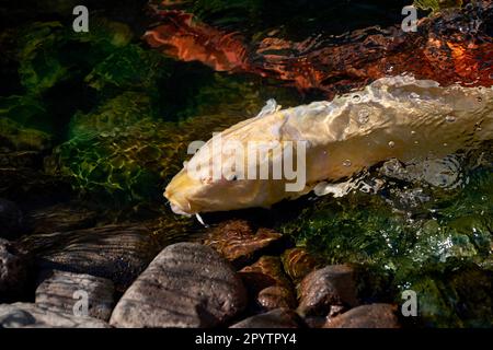 Hellgelber Koi-Karpfen, der in steinigem, flachem Wasser schwimmt Stockfoto