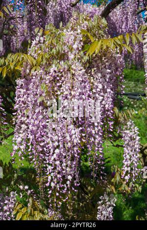 Blühender Wisteria-Baum auf dem Hintergrund einer Hauswand in Japan. Natürliche Innendekoration mit Blumen der chinesischen Wisteria ( Fabaceae Wisteria sinensis ) Stockfoto