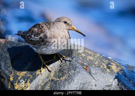 Der violette Sandpiper Calidris maritima liegt an der felsigen Küste, die auf Felsen thront Stockfoto