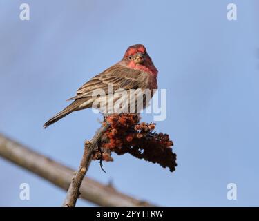 Männlicher Hausfink, Haemorhous mexicanus, hoch oben auf Sumac Ast essen Stockfoto