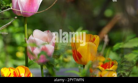 Rosa und gelb-rote Tulpen blühen in einem Frühlingsgarten. Stockfoto