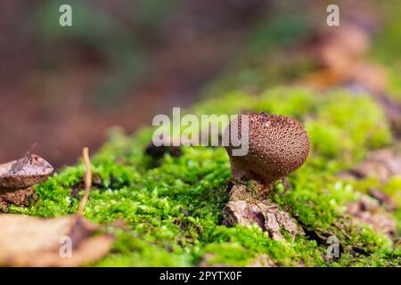 Pilz-Lycoperdon-Puffbal wächst zwischen leuchtend grünem Moos Stockfoto