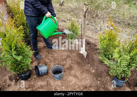 Gärtnerin, die im Frühjahr Thuja occidentalis-Bäume der Lebenshecke im Garten im Freien pflanzt. Laufende Arbeiten, Bewässerung frisch gepflanzter Bäume Stockfoto