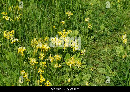 Die gelben Blüten der echten Kuhrutsche blühen auf einer Wiese Stockfoto