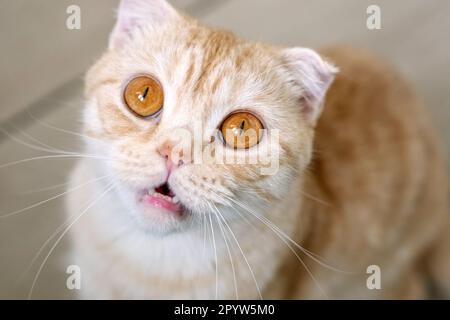 Lustiges rotes schottisches Katzenporträt, das schockiert oder überrascht aussah. Ein orange gestreiftes Tier, das nach oben schaut Stockfoto