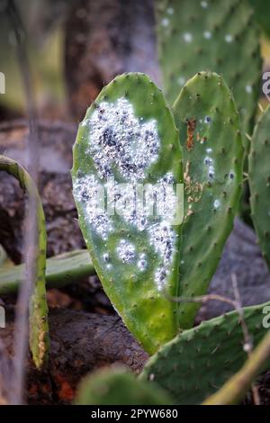 Spanien, Kanarische Inseln, Lanzarote, Mala. Cochenille-Mehlkäfer (Dactylopius cacti) auf Stachelbirnen-Kakteen. Stockfoto