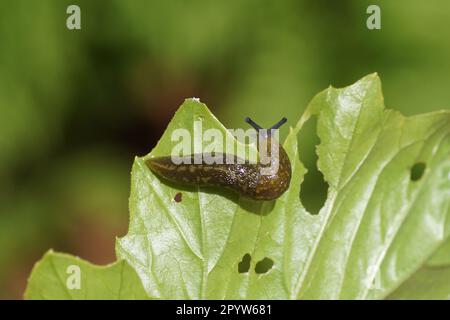 Gelbschnabel ( Limacus flavus synonym LiMax flavus). Familienkeelback-Schnecken (Limacidae). Er kriecht über ein Blatt. Frühling, Niederlande, Mai Stockfoto