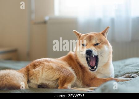 Shiba inu männlicher Hund liegt auf dem Bett und gähnt Stockfoto