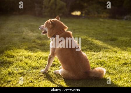 Shiba inu-Hund sitzt am sonnigen Frühlingstag auf dem Gras. Dampf tritt aus dem Mund aus Stockfoto