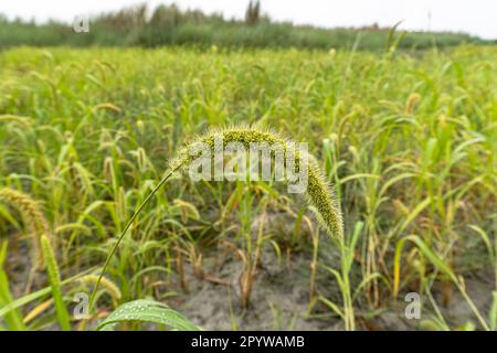 Italienische Hirse, eine Nahaufnahme von Schwalbenhirse. Setaria italica im Herbst auf den Feldern Stockfoto